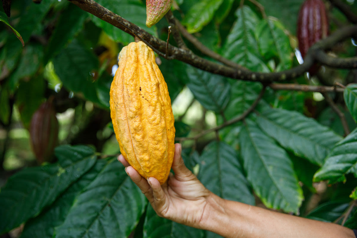 Savor the Flavor of Chocolate in the Dominican Republic