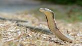 Snake gets taste of its own venom after man bites it to death