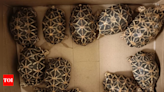 138 star tortoises seized from passenger at Chennai airport | Chennai News - Times of India