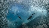 15 World Ocean Day Photo Contest Winners Show the Beauty of the Sea