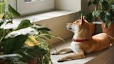 The 7 best plants that keep your home pet-safe, according to experts