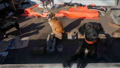 Un refugio de esperanza: voluntarios se unen en la tragedia para ayudar a cientos de perros tras inundaciones en Brasil