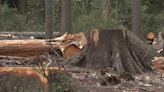 Lawsuit challenges Vancouver's decision to remove 160K trees from Stanley Park