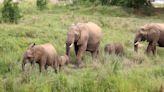 Un grupo de elefantes ataca y mata a un turista español de 43 años en Sudáfrica