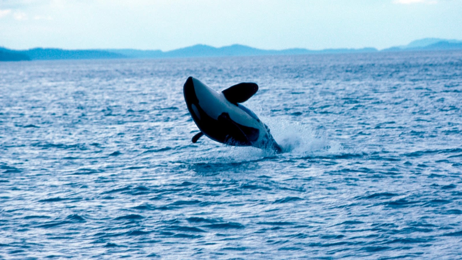 Pod of killer whales attacks and sinks 50-foot yacht in Strait of Gibraltar