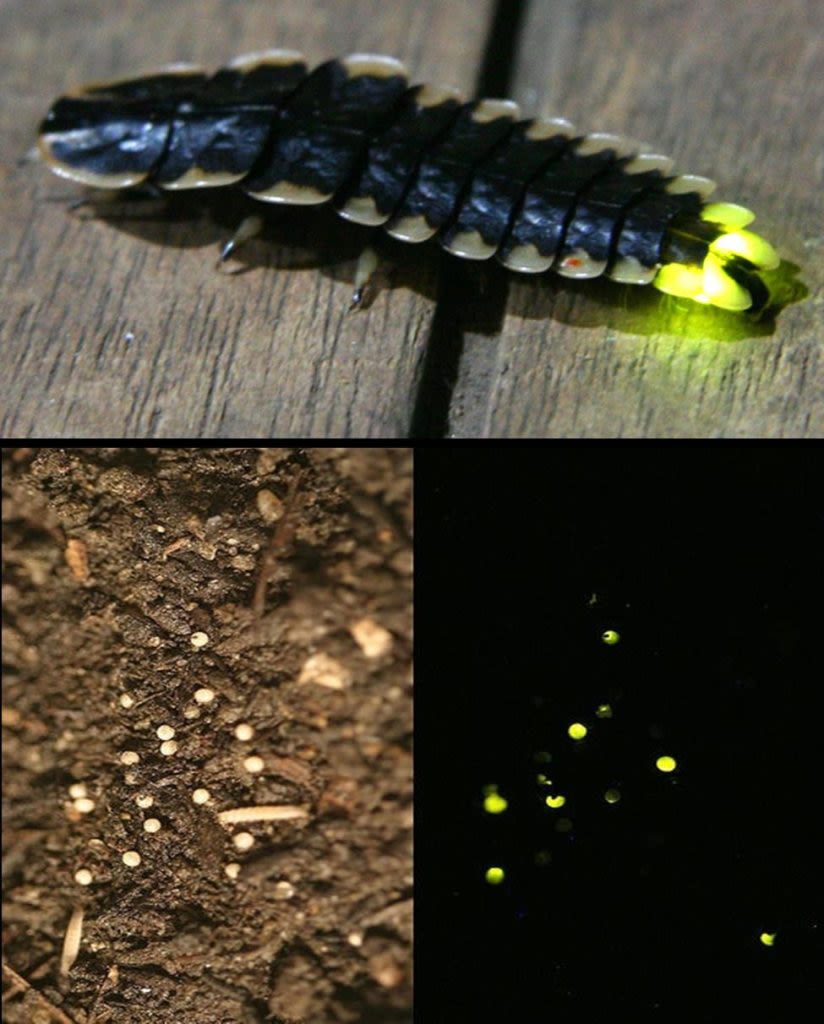 Fireflies take the spotlight during Swaner Preserve & EcoCenter events