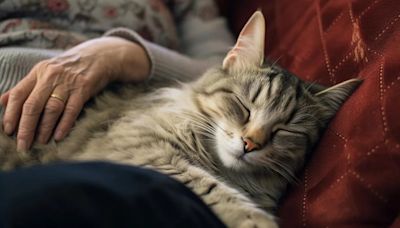 ¿Por qué los gatos duermen tanto? Todo lo que necesitas saber para descifrar el sueño felino