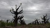 Lodi vineyards struggle amid tough winegrape market