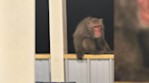 Search for primate on the loose in Walterboro, South Carolina continues