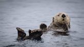 Marine Researchers Attempting to Capture and Rehome Bold Sea Otter Who’s Stealing Surfers’ Boards
