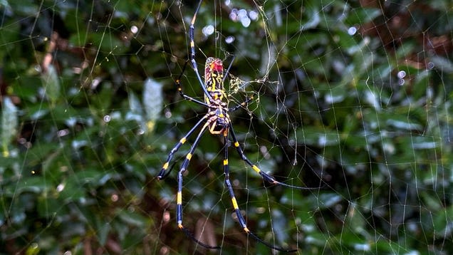 Gigantic Invasive Spiders Set for New York City Debut This Summer