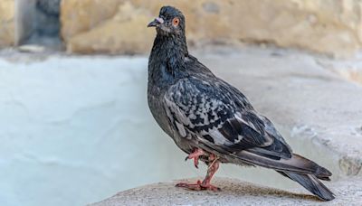 Por qué a algunas palomas les falta una pata y mueven la cabeza al caminar