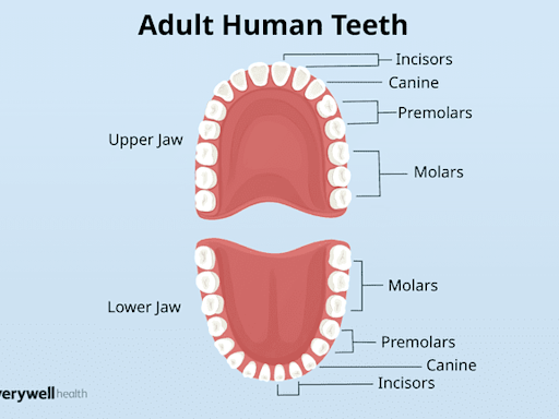 How Many Teeth Do Adults Have?