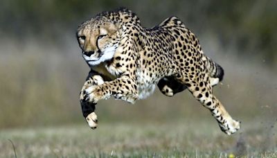 Kuno Officials To Host Meeting On Cheetah Security With Rajasthan & UP Forest Officers Ahead Of Potential Wild Release