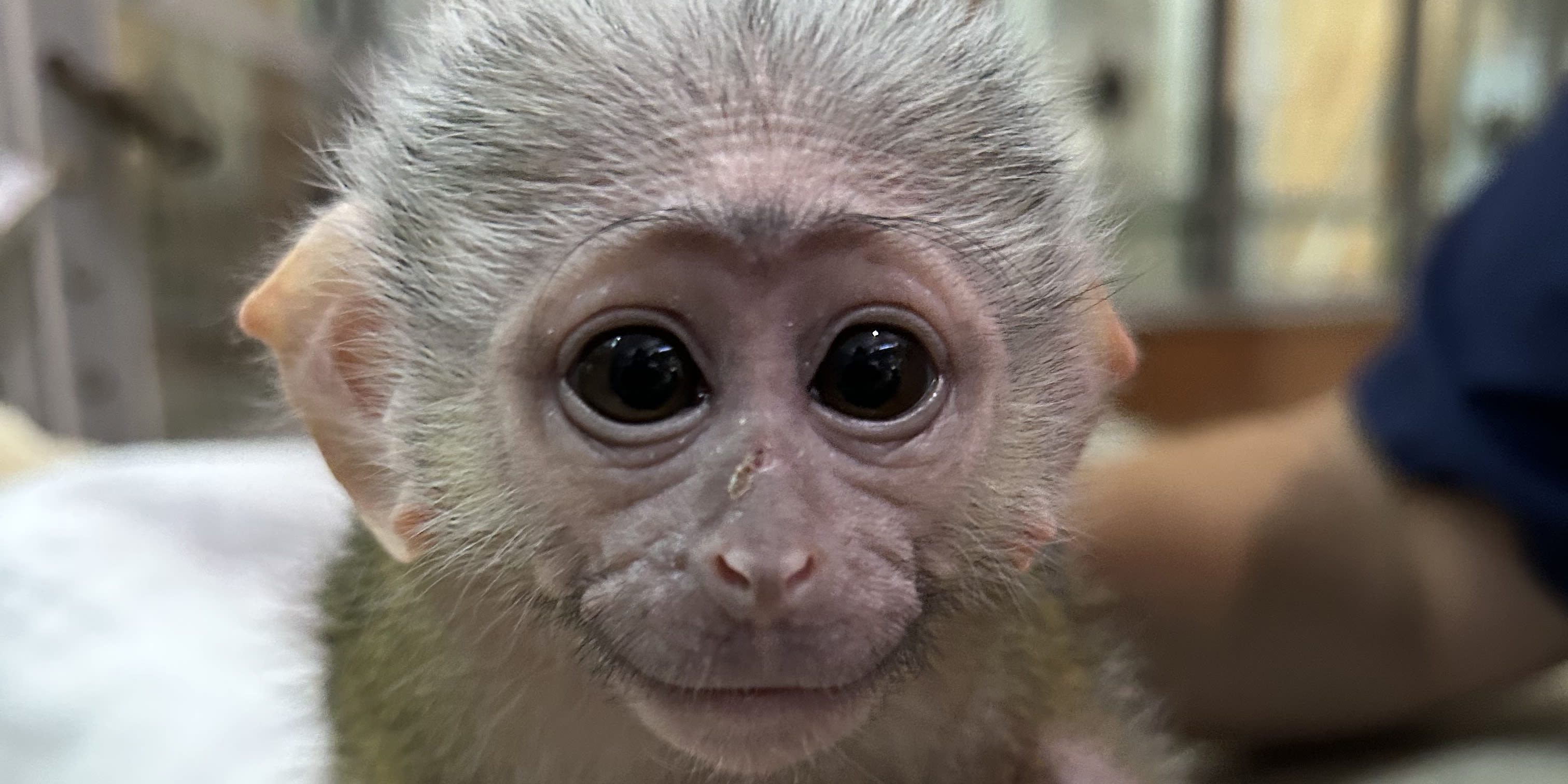 Inside the Zoo: How Staff Rallied for an Abandoned Baby Monkey