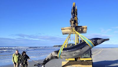 World’s rarest whale may have washed up on New Zealand beach, possibly shedding clues on species