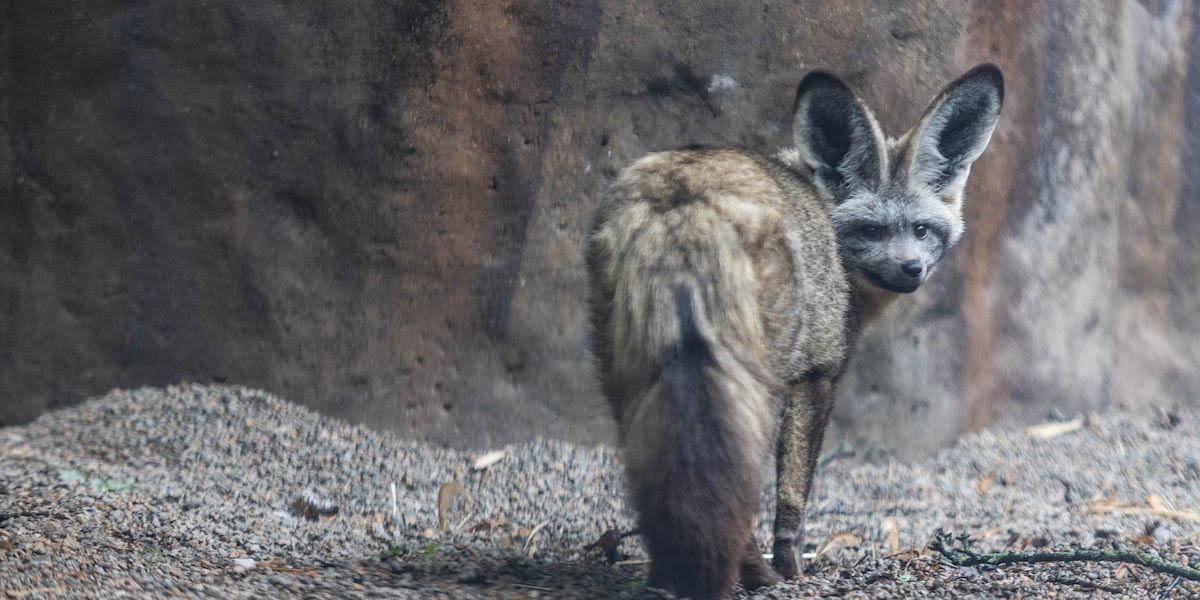 Zoo Knoxville announces birth of bat-eared fox