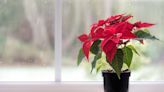 4 Genius Ways to Re-Use Your Poinsettia — and Give it a New Life After Christmas