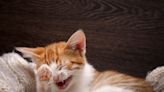 55 Purrfectly Hilarious Cat Jokes for Kitten Around