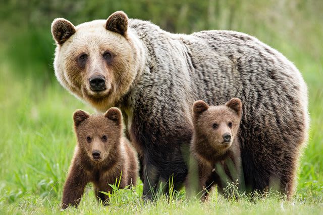 Mama Bear and Her Cubs Go for a Swim in Calif. Couple's Pool: 'Cutest Thing Ever'