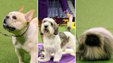 Stop everything you're doing and look at the dogs that just won Westminster