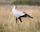 Secretarybird