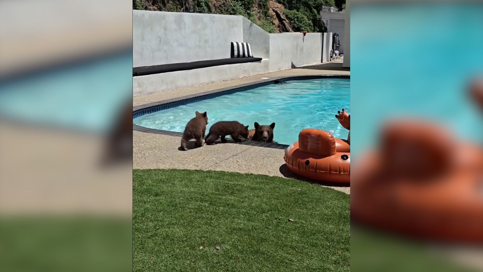 Watch: Mama bear shows cubs how to swim in Los Angeles-area backyard pool