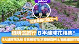 繡球花2022丨眼睛去旅行 日本繡球花相集！帶你睇8大繡球花名所！奈良般若寺/京都藤森神社/箱根繡球花電車