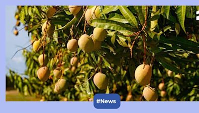 How Mukesh Ambani transformed Jamnagar's barren lands to become world's top mango exporter