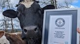 Del matadero al récord Guinness: Romeo, el toro rescatado que conquistó el trono del ovillo más alto del mundo