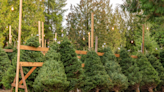 Why Real Christmas Trees Will Cost More This Holiday Season