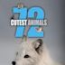 72 Cutest Animals