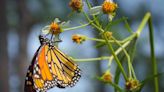 Monarch Butterflies Will Go Extinct if We Don't Take Action Now