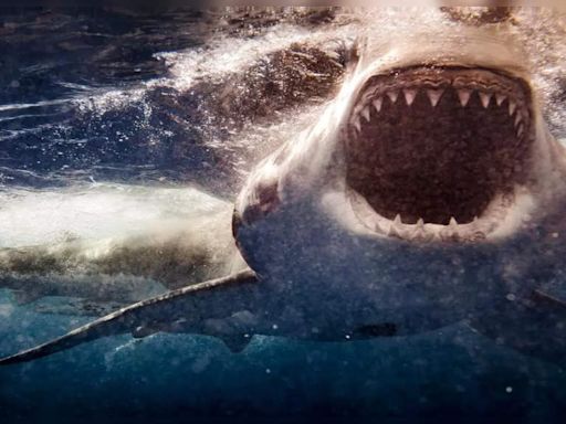 6 US beaches most prone to shark encounters