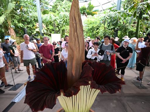 Corpse flower set to bloom at the Huntington Library in San Marino