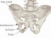 Ilium (bone)