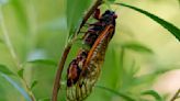 Cicada Invasion Zombie Fungus