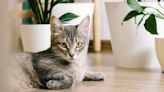 10 Plant That Are Safe for Cats—and Make Beautiful Additions to Your Home