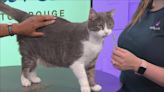 Whisker Wednesday: Meet Tiger, a gray and white cat up for adoption