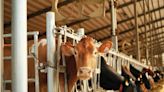 Avian flu found in Iowa dairy herd