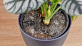 How to Keep Your Houseplants Alive During Hot Summer Months