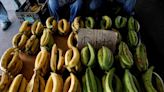 Banana fungus may worsen hunger crisis in Venezuela