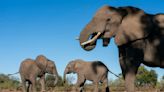 Elephants have names for each other like humans do, study finds