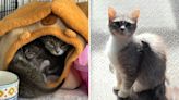 Heartbreak at young cat raising her own family: 'She should be a kitten'