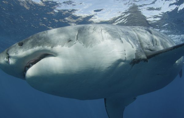 Shark Week is here: How to watch, latest North Carolina shark attack numbers and more