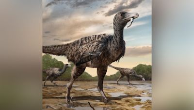 Giant velociraptor bigger than Jurassic Park imaginings discovered