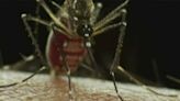 West Nile virus found in Travis County mosquito pool