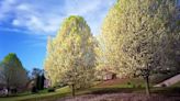 The Dreaded Bradford Pear Tree Smell Isn't Very Pear-Like