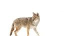 Coydog, Coywolf, or Coyote? A Complete Guide to Eastern Canids