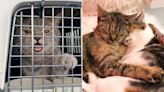 Virginia Rescue Searching for U.S. Homes for 32 Rescue Cats Left Homeless by the War in Ukraine